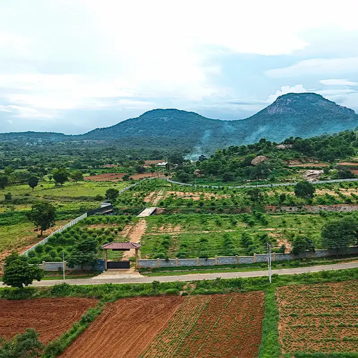 Parva plantations